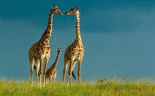 Giraffes, wildlife, sky, grass, Giraffes, Wildlife, Sky, Grass, HD wallpaper HD wallpaper