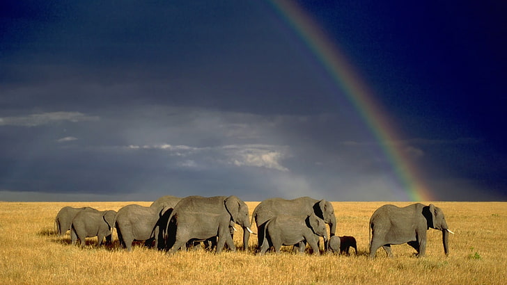 ช้างสีเทาธรรมชาติภูมิทัศน์สัตว์สัตว์ป่าช้างทุ่งหญ้าสะวันนา, วอลล์เปเปอร์ HD