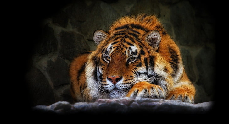 tiger painting, tiger, wild cat, black background, HD wallpaper