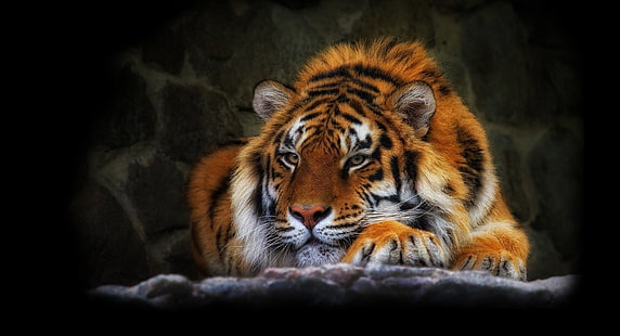 虎の絵、虎、野生の猫、黒の背景、 HDデスクトップの壁紙 HD wallpaper