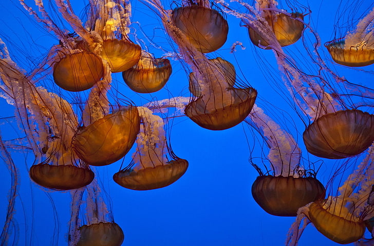 природа, медузи, под вода, морски живот, животни, HD тапет