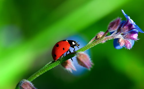 Heavy LadyBug, Animals, Insects, Flower, Beetle, Colors, Photography, Macro, Insect, Ladybug, Vivid, ladybird, close-up, wildlife, fauna, flora, coccinellidae, HD wallpaper HD wallpaper