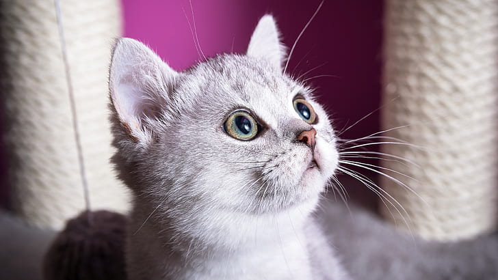 kucing, putih, mata, lihat, wajah, cahaya, kucing, potret, moncong, latar belakang merah muda, Wallpaper HD