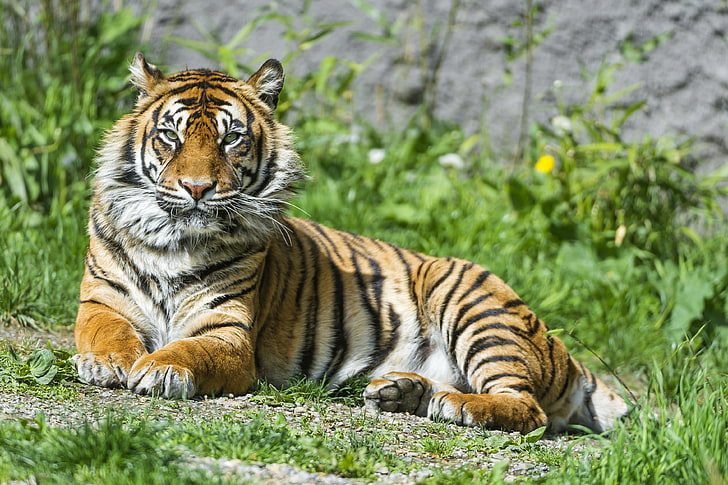 Тигрица, сука, 4К, красивая, суматранский тигр, HD обои