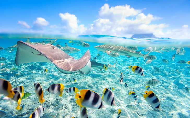 Papel de parede do mundo subaquático da água cristalina dos peixes exóticos de Havaí para desktop 2880 × 1800, HD papel de parede