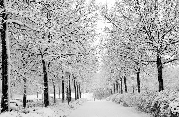nature, snow, trees, winter, path, HD wallpaper