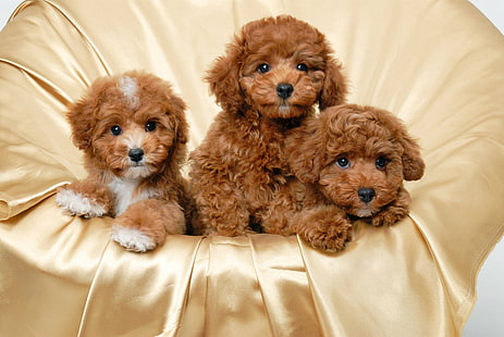 cute, dog, poodle, puppies, HD wallpaper HD wallpaper