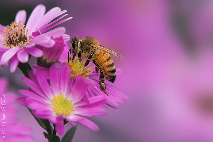 selective focus photography honeybee on pink petaled flowers, Bee, selective focus, photography, honeybee, pink, flowers, insect, macro, colorful, colors, colour, color, colours, closeup, bokeh, sigma, sigma70, sony  alpha, a77, italia, italy, europe, pollination, nature, flower, pollen, honey, honey Bee, close-up, springtime, summer, plant, HD wallpaper
