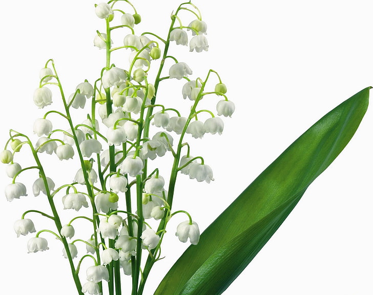 flores blancas del lirio de los valles, lirios del valle, flores, flor, primavera, primaveras, fondo blanco, Fondo de pantalla HD