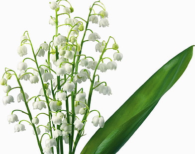 muguet blanc fleurs, lys de la vallée, fleurs, fleur, printemps, primevères, fond blanc, Fond d'écran HD HD wallpaper