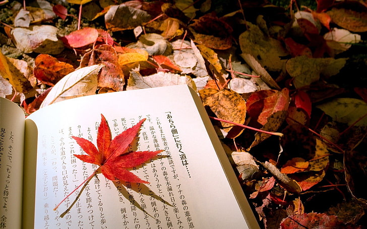 Hecho por el hombre, libro, otoño, Hiragana, Fondo de pantalla HD