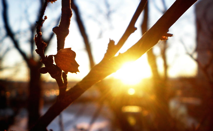 brown tree branch, autumn, macro, rays, trees, sunset, freshness, branches, nature, sheet, cool, the sun, HD wallpaper