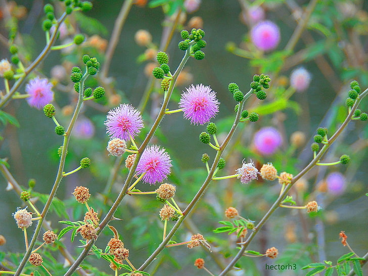 flor de mimosa roxa, flores, natureza, Calliandra, flores cor de rosa, galhos, primavera, HD papel de parede