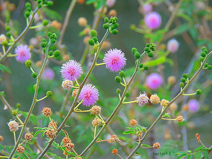 mimosa viola fiore, fiori, natura, Calliandra, fiori rosa, ramoscelli, primavera, Sfondo HD HD wallpaper