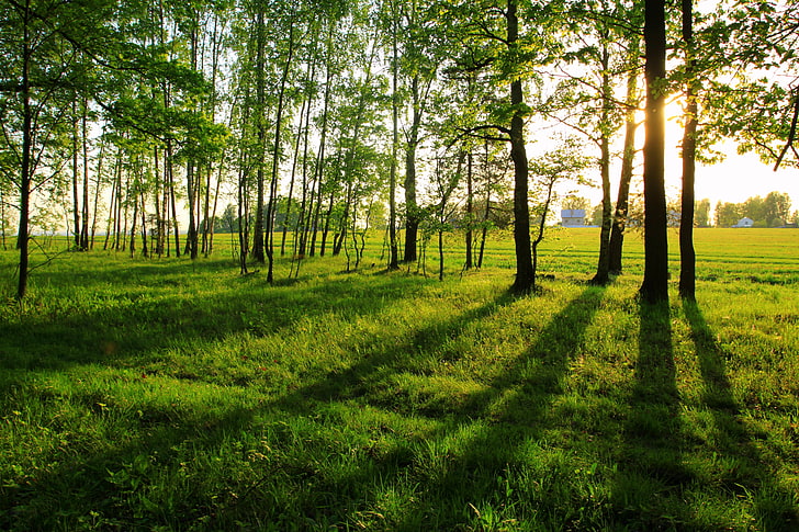 green grass field, summer, landscape, long shadows, the edge of the forest, HD wallpaper