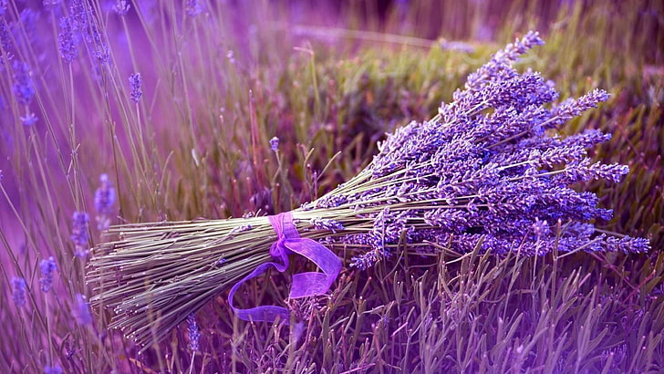 Lavendel, Lavendelfeld, Feld, lila Levender, Blumen, HD-Hintergrundbild