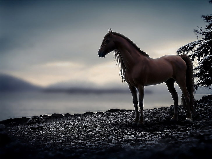 Awan, kuda, salju, kuda, binatang, Wallpaper HD