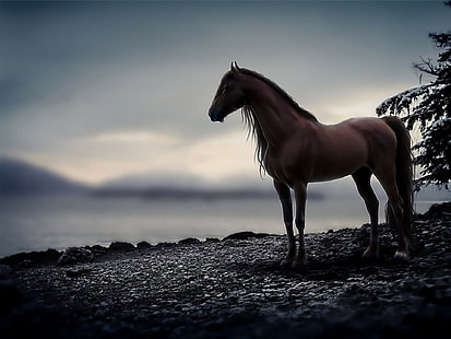 Chmury, konie, śnieg, koń, zwierzęta, Tapety HD HD wallpaper