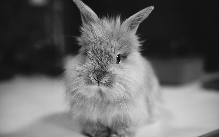 grayscale photography of bunny, rabbit, small, furry, black white, HD wallpaper