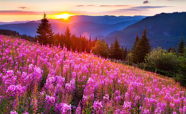 Pink Meadow Sun, pink lupine flower field, Seasons, Summer, HD wallpaper