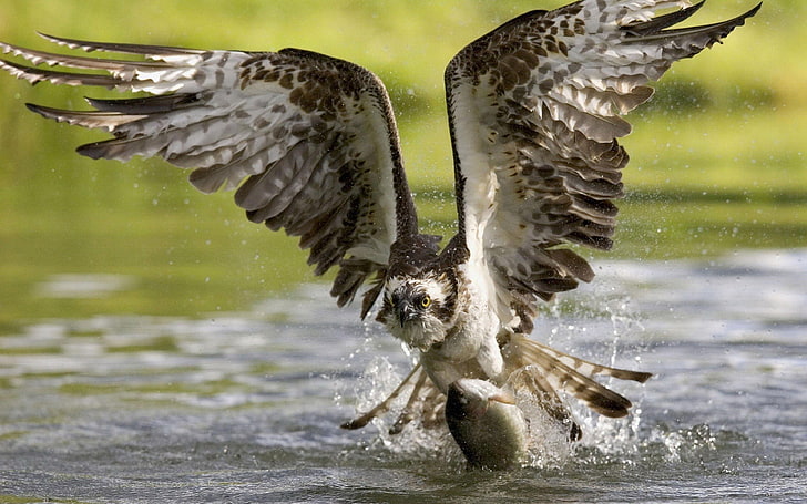 Osprey Hawk Ptaki Drapieżne Wody Polowanie na Ryby, Tapety HD