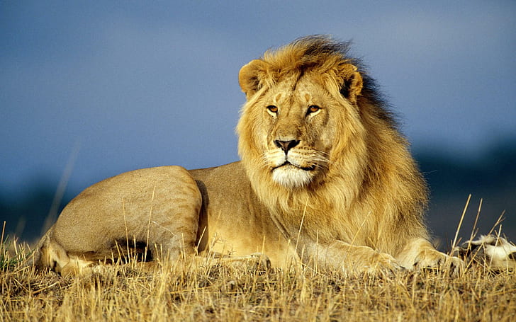 Majestätischer König, Katzen, Katzen, wilde, Löwen, große Katzen, Tiere, HD-Hintergrundbild