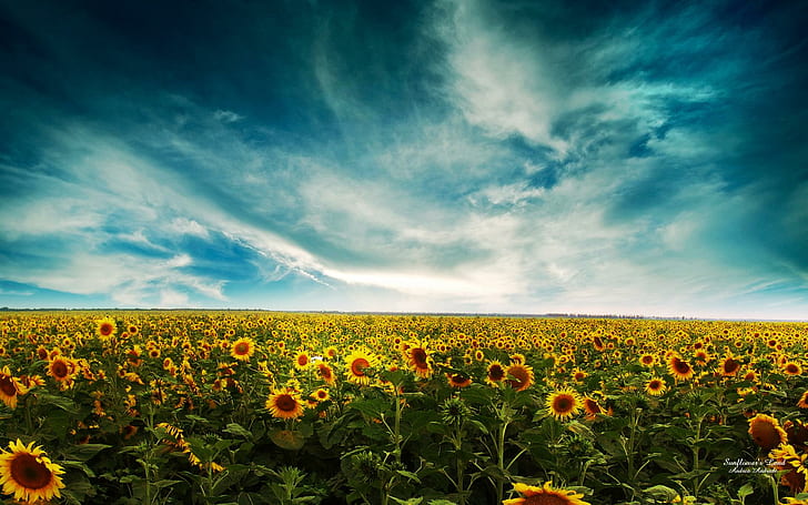 Sunflowers Landscape, landscape, sunflowers, dreamy and fantasy, HD wallpaper