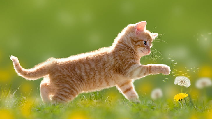кошка, млекопитающее, одуванчик, цветок, трава, усы, котенок, короткошерстная кошка, домашняя кошка, маленькая кошка, котенок, играть, веселье, играть, мило, HD обои