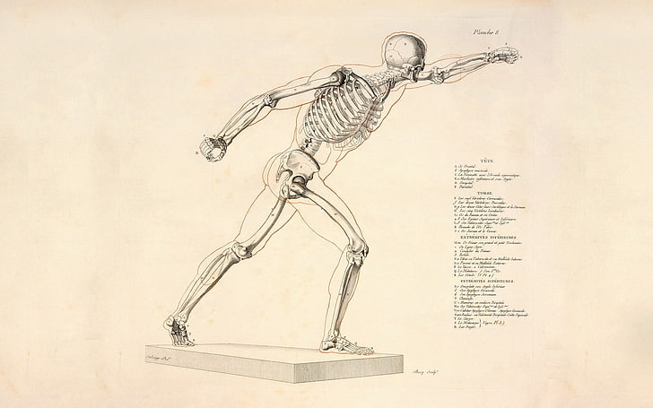 menschliches skelett skizze, wissenschaft, knochen, skelett, HD-Hintergrundbild