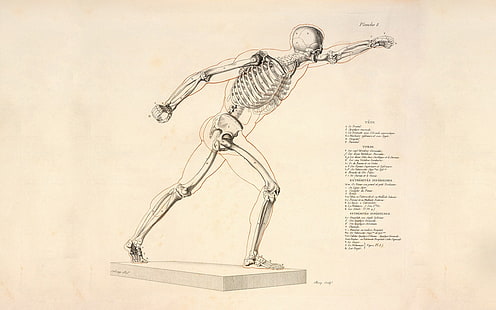 szkic ludzkiego szkieletu, nauka, kości, szkielet, Tapety HD HD wallpaper