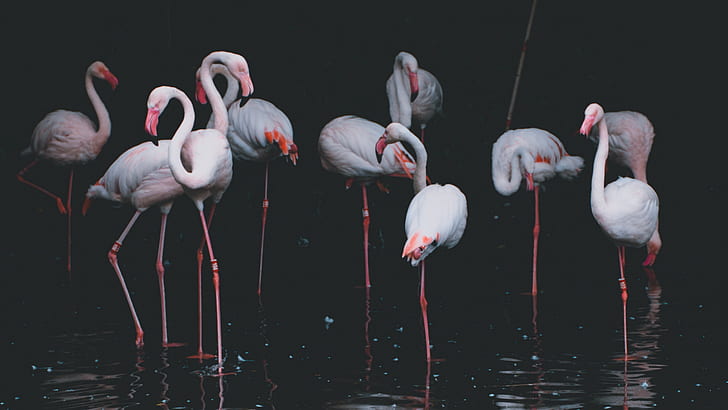 flamingos, water, animals, filter, pond, HD wallpaper