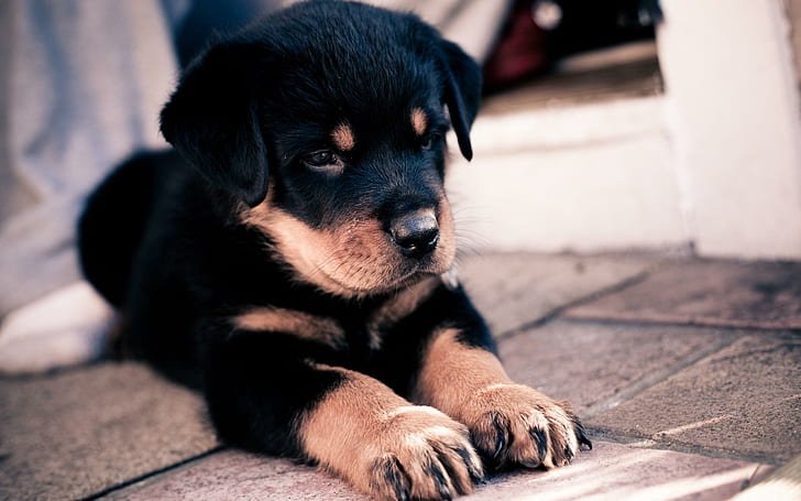 Cute Rottweiler Puppy, cute, puppy, adorable, rottweiler, animals, HD wallpaper