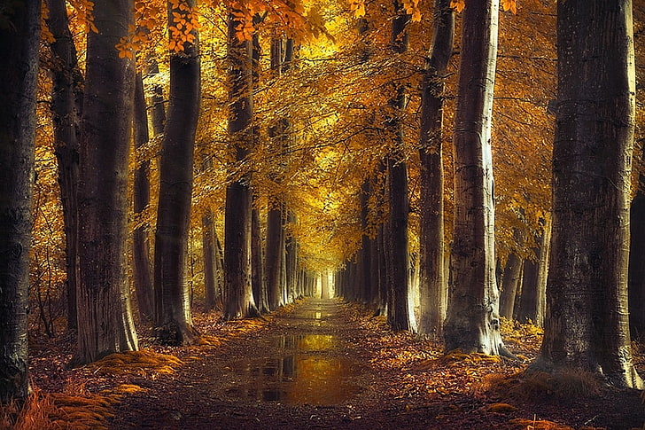 orange leafed trees photo, fall, gold, path, trees, forest, leaves, rain, water, nature, landscape, dirt road, HD wallpaper
