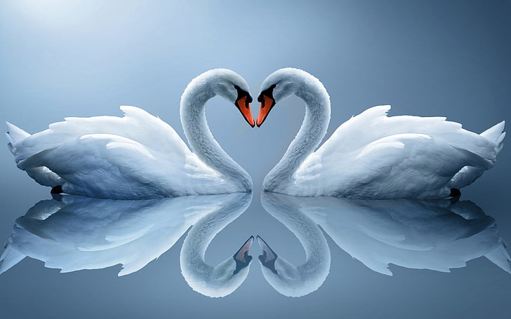swans, couple, birds, white, reflection, water, Animal, HD wallpaper