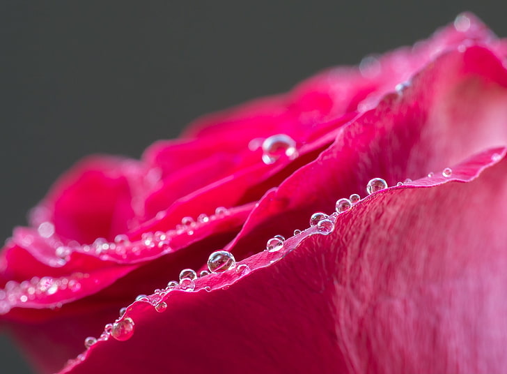 Red Rose Water Drops Macro, Aero, Macro, Drops, Flower, Rose, Close, dewy, waterdrops, redrose, HD wallpaper