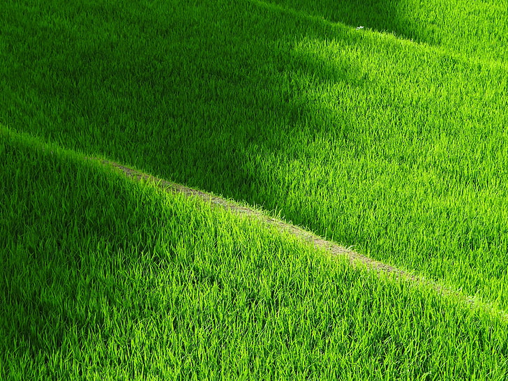 поле със зелена трева, оризово поле, ямада, трева, пътека, HD тапет