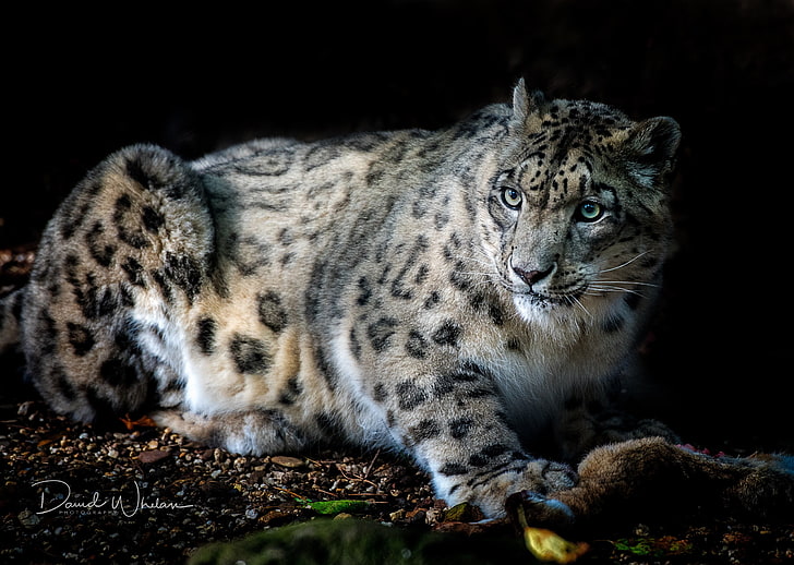 big cats, mammals, animals, snow leopards, HD wallpaper