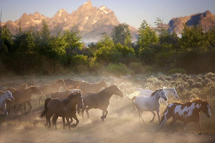 القطيع ، الحصان ، الخيول ، الطبيعة، خلفية HD