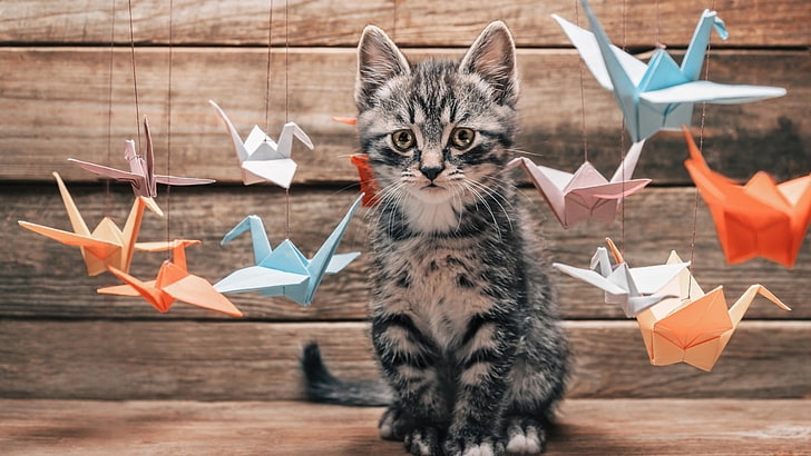 kucing kucing abu-abu, alam, hewan, kucing, anak kucing, hewan bayi, origami, burung, permukaan kayu, benang, hewan peliharaan, kedalaman bidang, Wallpaper HD