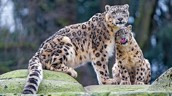 Cats, Snow Leopard, Baby Animal, Big Cat, Cub, predator (Animal), HD wallpaper HD wallpaper