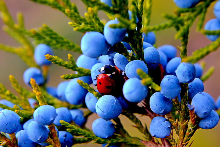 blueberries, autumn, macro, nature, berries, plant, ladybug, fruit, insect, juniper, HD wallpaper