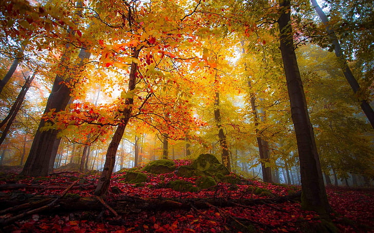 orange maple tree, landscape, nature, forest, fall, colorful, trees, leaves, sunlight, mist, HD wallpaper