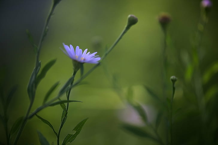 selective focus photography of purple Aster flower, daisy flower, daisy flower, Daisy, Flower, selective focus, photography, purple, Aster, Nikon D3S, nature, plant, summer, outdoors, green Color, meadow, HD wallpaper