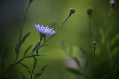 การถ่ายภาพแบบเลือกโฟกัสของดอกแอสเตอร์สีม่วงดอกเดซี่ดอกเดซี่เดซี่ดอกไม้โฟกัสแบบเลือกการถ่ายภาพสีม่วงแอสเตอร์ Nikon D3S ธรรมชาติพืชฤดูร้อนกลางแจ้งสีเขียวทุ่งหญ้า, วอลล์เปเปอร์ HD HD wallpaper