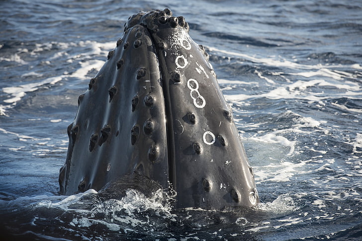 ถ่ายภาพสัตว์ปลาวาฬคลื่นทะเลปากน้ำ, วอลล์เปเปอร์ HD