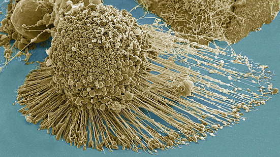 Mikroskopisch, Zellen, mikroskopisch, Zellen, HD-Hintergrundbild HD wallpaper