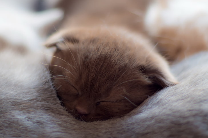 tidur, kucing, binatang bayi, binatang, Wallpaper HD