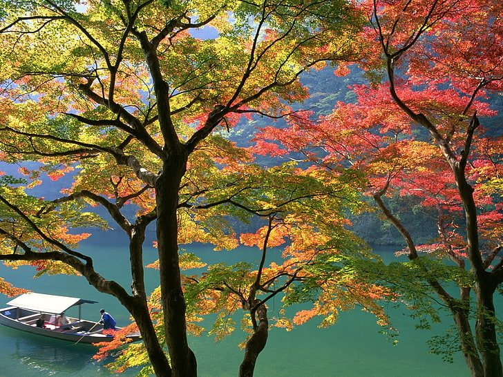 розовые и зеленые лиственные деревья, деревья, лодка, река, осень, HD обои