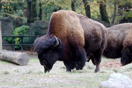Hamburg, Kebun Binatang, bison, binatang, Wallpaper HD HD wallpaper