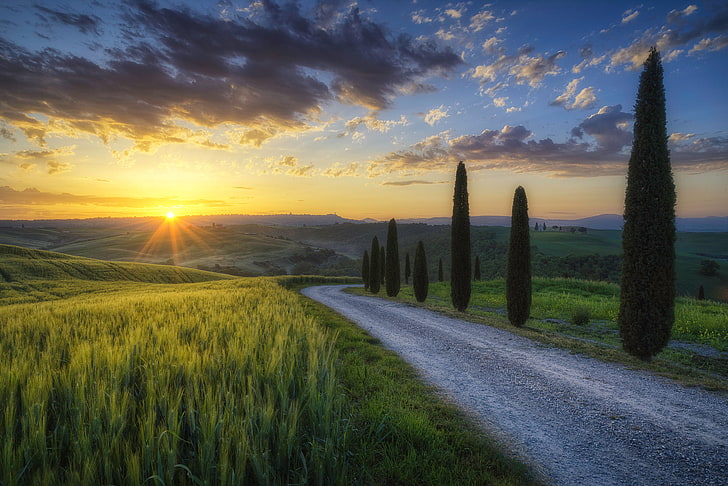 green grass, road, the sun, rays, light, trees, field, morning, Italy, cypress, Tuscany, HD wallpaper